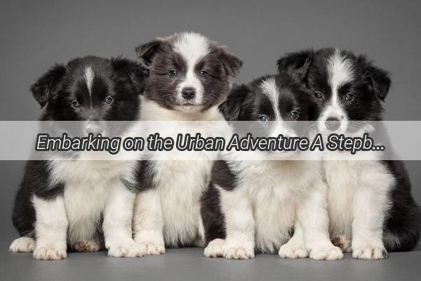 Embarking on the Urban Adventure A StepbyStep Guide to Moving Your Furry Friend into the City